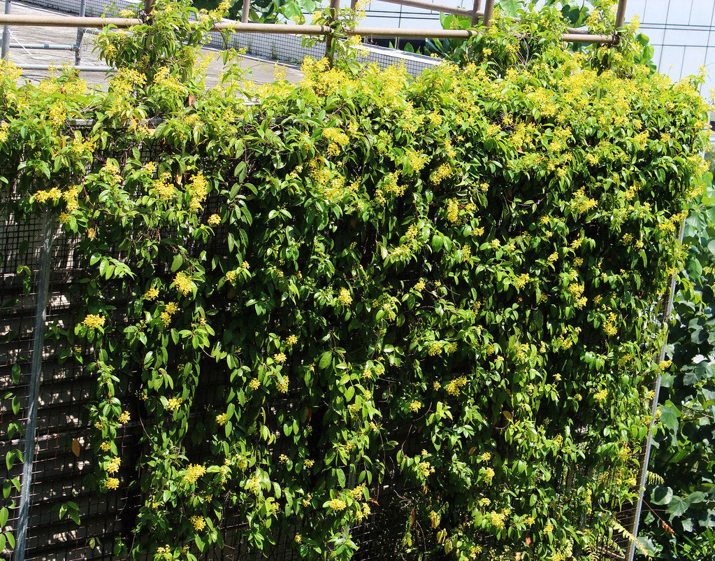 Tristellateia australasiae, Shower of Gold Climber - www.Greenie.ae Buy online Best and Healthy Plants and quality products guarantee in Dubai Plants Shop in Dubai Abu Dhabi all over UAE Plants near me Fresh Plants in Dubai where to buy plants in UAE - Greenie.ae