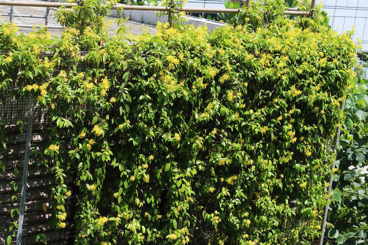 Tristellateia australasiae, Shower of Gold Climber - www.Greenie.ae Buy online Best and Healthy Plants and quality products guarantee in Dubai Plants Shop in Dubai Abu Dhabi all over UAE Plants near me Fresh Plants in Dubai where to buy plants in UAE - Greenie.ae
