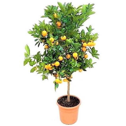 Citrus mitis, Chinese oranges - www.Greenie.ae Buy online Best and Healthy Plants and quality products guarantee in Dubai Plants Shop in Dubai Abu Dhabi all over UAE Plants near me Fresh Plants in Dubai where to buy plants in UAE - Greenie.ae