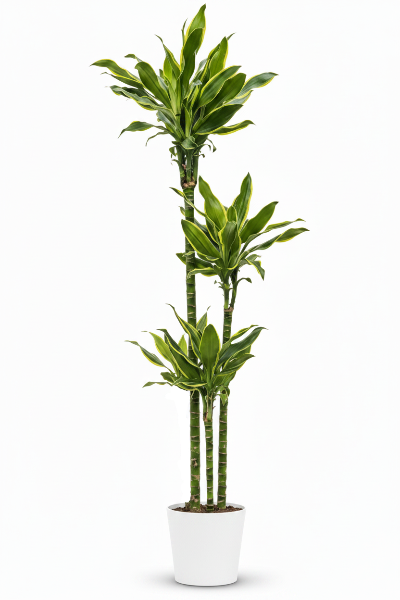 Dracaena Fragrans, Golden Coast, Cornstalk Dracena