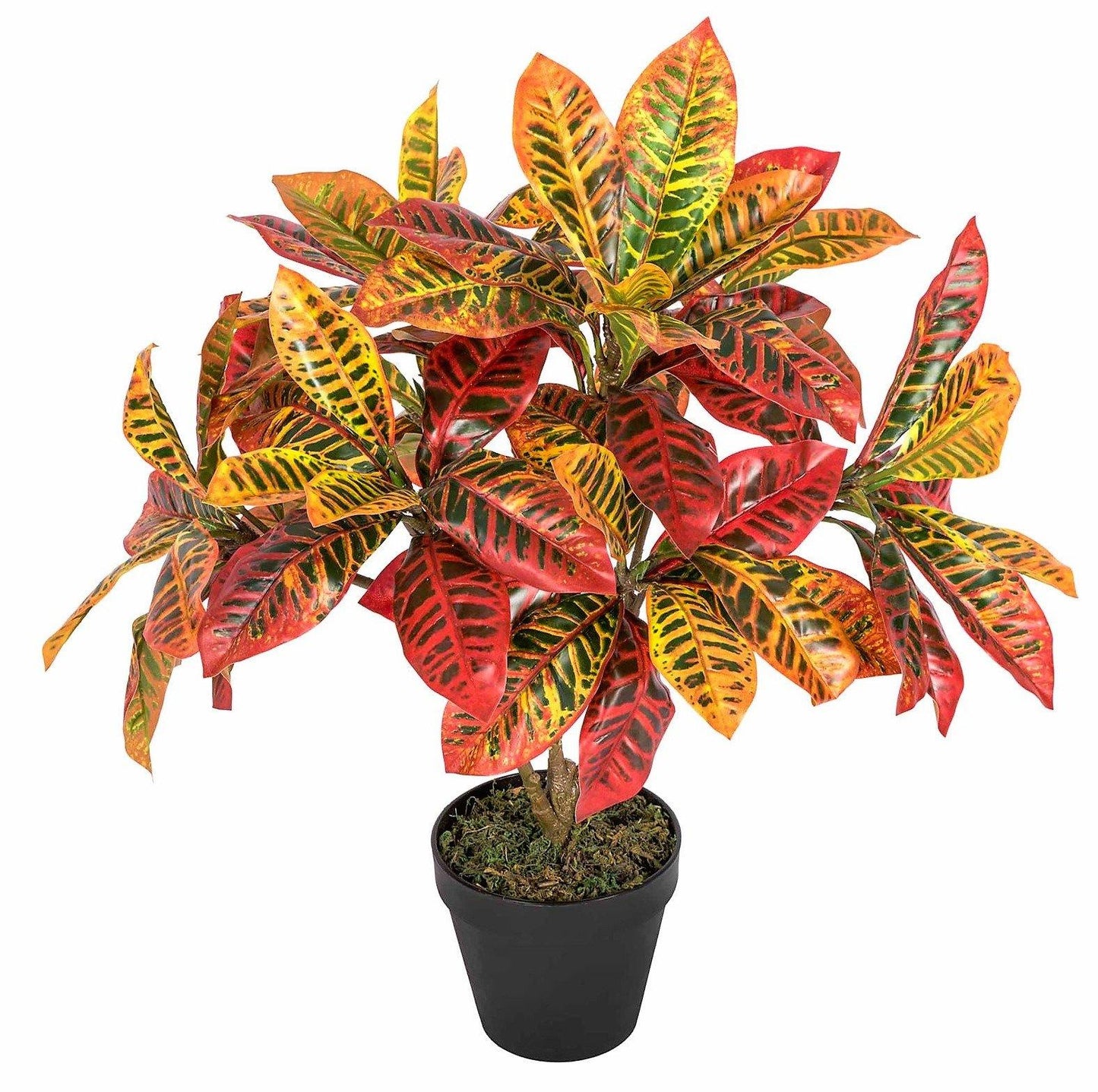 Croton Petra, Garden Croton (Outdoor) - www.Greenie.ae Buy online Best and Healthy Plants and quality products guarantee in Dubai Plants Shop in Dubai Abu Dhabi all over UAE Plants near me Fresh Plants in Dubai where to buy plants in UAE - Greenie.ae