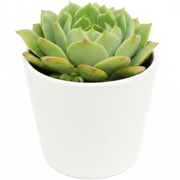 Echeveria succulent
