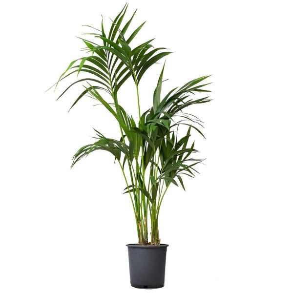 Kentia Palm, Thatch Palm, Howea forsteriana