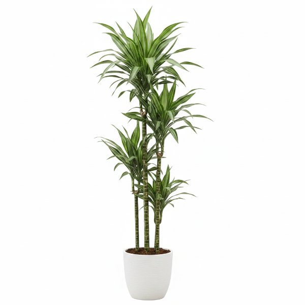 Dracaena Fragrans, Deremensis, Ulises, Ulysses - Greenie.ae Dubai UAE Delivery Online Shop