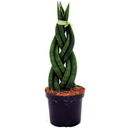African spear , Sansevieria Cylindrica - www.Greenie.ae Buy online Best and Healthy Plants and quality products guarantee in Dubai Plants Shop in Dubai Abu Dhabi all over UAE Plants near me Fresh Plants in Dubai where to buy plants in UAE - Greenie.ae