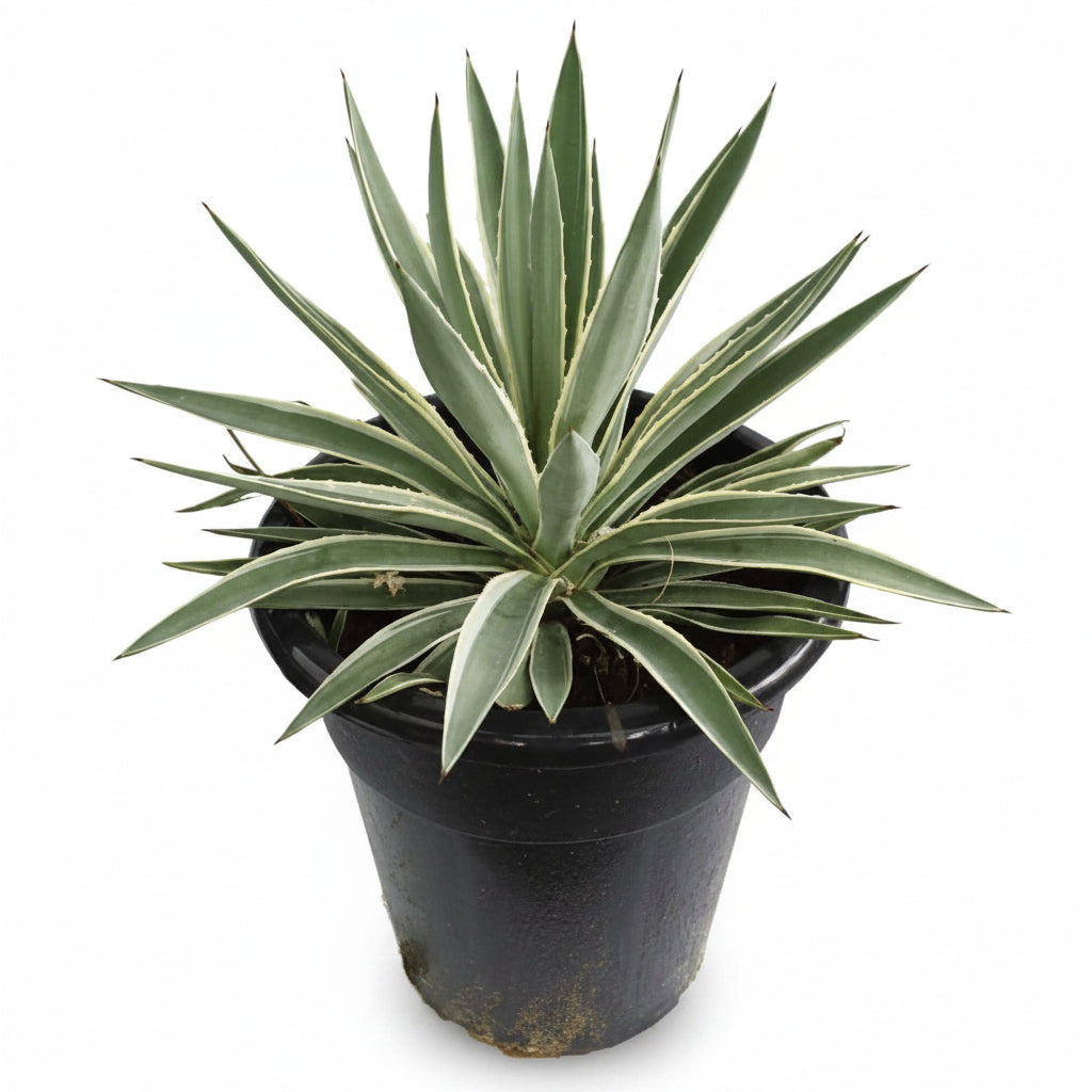 Agave Angustifolia, Caribbean - www.Greenie.ae Buy online Best and Healthy Plants and quality products guarantee in Dubai Plants Shop in Dubai Abu Dhabi all over UAE Plants near me Fresh Plants in Dubai where to buy plants in UAE - Greenie.ae