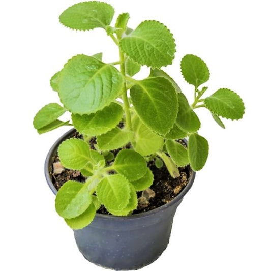 Oregano Cuban, Spanish thyme, Indian borage, Mexican mint - www.Greenie.ae Buy online Best and Healthy Plants and quality products guarantee in Dubai Plants Shop in Dubai Abu Dhabi all over UAE Plants near me Fresh Plants in Dubai where to buy plants in UAE - Greenie.ae