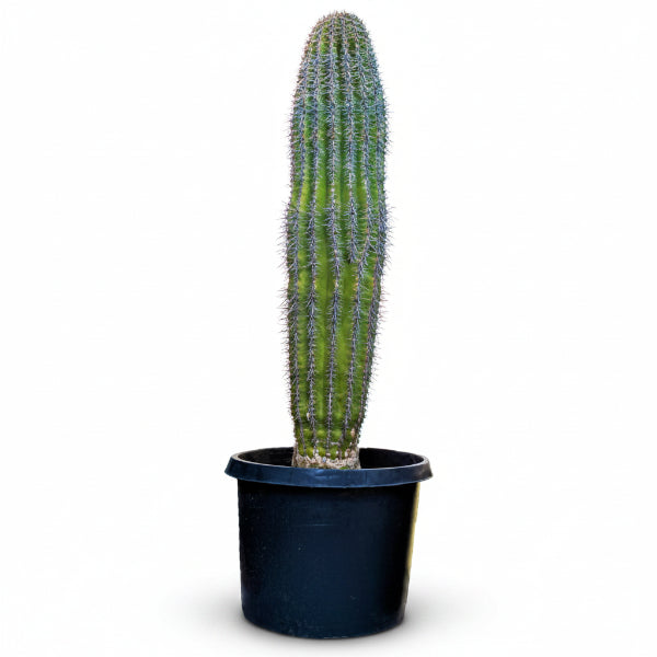 Saguaro Cactus - www.Greenie.ae Buy online Best and Healthy Plants and quality products guarantee in Dubai Plants Shop in Dubai Abu Dhabi all over UAE Plants near me Fresh Plants in Dubai where to buy plants in UAE - Greenie.ae