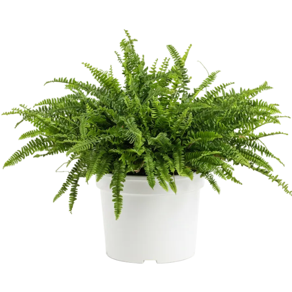 Nephrolepis exaltata, Green Lady, Boston Fern or Sword Fern