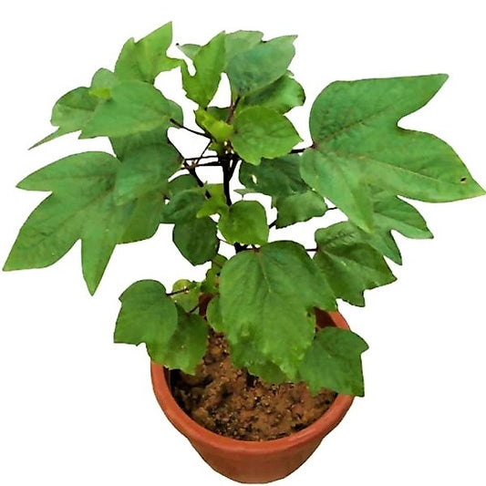 Hibiscus Sabdariffa, Roselle, Karkade - www.Greenie.ae Buy online Best and Healthy Plants and quality products guarantee in Dubai Plants Shop in Dubai Abu Dhabi all over UAE Plants near me Fresh Plants in Dubai where to buy plants in UAE - Greenie.ae