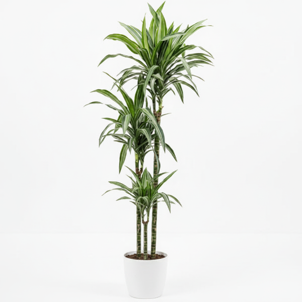 Dracaena Fragrans, Deremensis, Ulises, Ulysses