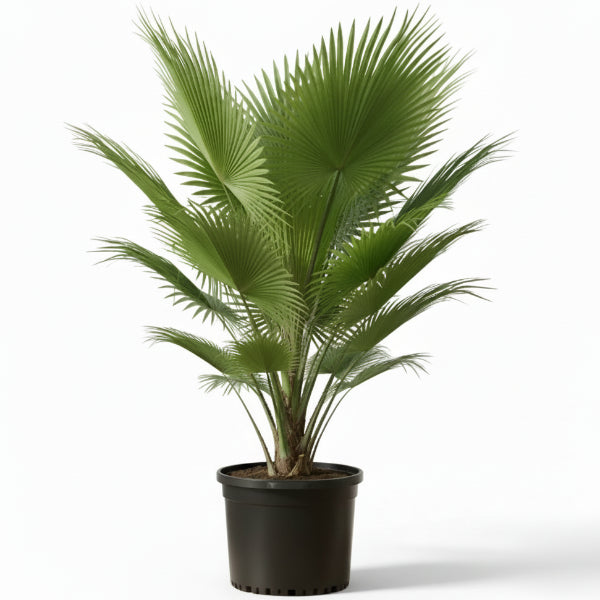 Fiji Fan Palm, Pritchardia Pacifica - www.Greenie.ae Buy online Best and Healthy Plants and quality products guarantee in Dubai Plants Shop in Dubai Abu Dhabi all over UAE Plants near me Fresh Plants in Dubai where to buy plants in UAE - Greenie.ae