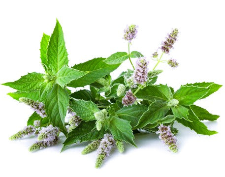 Habak, Mentha longifolia, Desert mint
