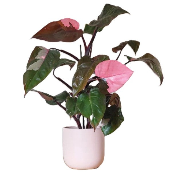 Philodendron Pink Princess