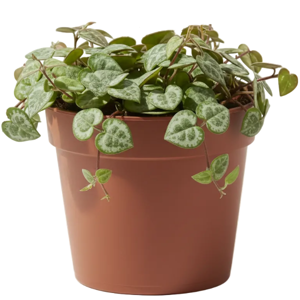 String of Hearts, Ceropegia Woodii, Variegated