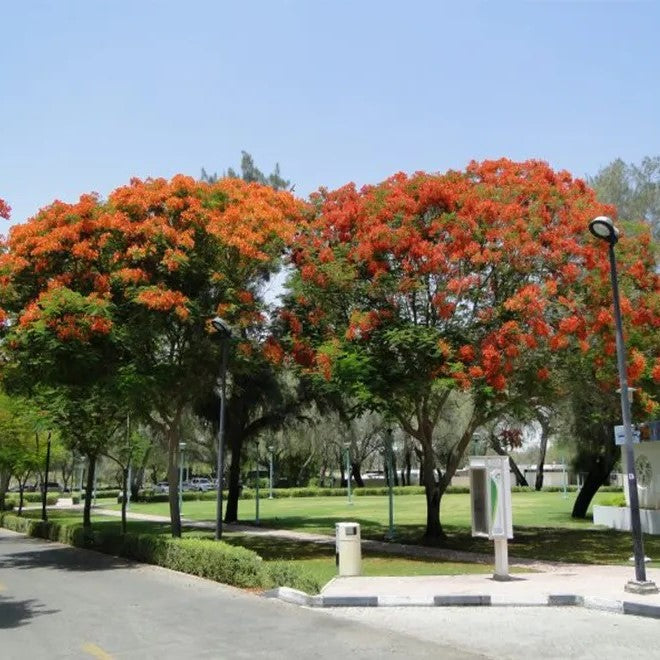 Flame Tree, Delonix Regia, Royal Poinciana