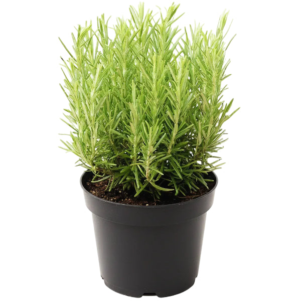 Rosmarinus Officialis, Rosemary Herb Outdoor - www.Greenie.ae Buy online Best and Healthy Plants and quality products guarantee in Dubai Plants Shop in Dubai Abu Dhabi all over UAE Plants near me Fresh Plants in Dubai where to buy plants in UAE - Greenie.ae