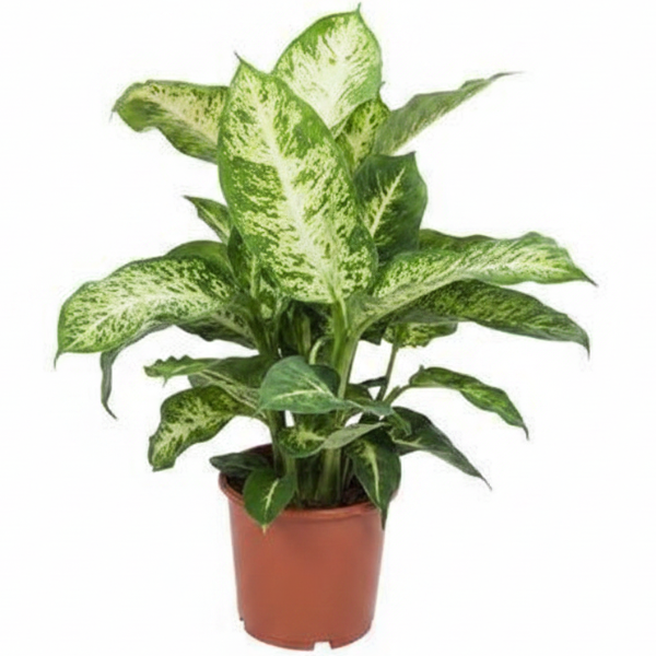Dieffenbachia Seguine, Maroba, Mars
