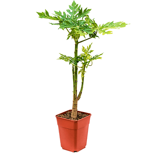 Papaya Tree, Carica Papaya, شجرة البابايا - www.Greenie.ae Buy online Best and Healthy Plants and quality products guarantee in Dubai Plants Shop in Dubai Abu Dhabi all over UAE Plants near me Fresh Plants in Dubai where to buy plants in UAE - Greenie.ae