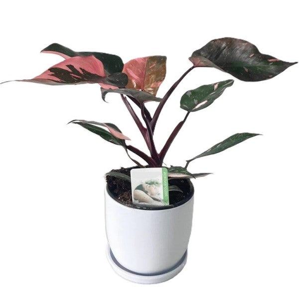 Philodendron Pink Princess