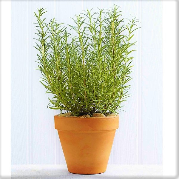 Rosmarinus Officialis, Rosemary Herb Indoor - www.Greenie.ae Buy online Best and Healthy Plants and quality products guarantee in Dubai Plants Shop in Dubai Abu Dhabi all over UAE Plants near me Fresh Plants in Dubai where to buy plants in UAE - Greenie.ae