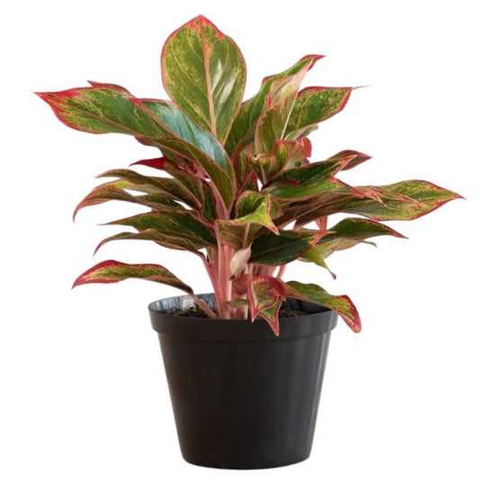 Aglaonema King of Siam - www.Greenie.ae Buy online Best and Healthy Plants and quality products guarantee in Dubai Plants Shop in Dubai Abu Dhabi all over UAE Plants near me Fresh Plants in Dubai where to buy plants in UAE - Greenie.ae Agave Attenuata, S
