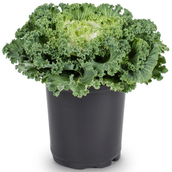 Ornamental Kale, Brassica Oleracea - www.Greenie.ae Buy online Best and Healthy Plants and quality products guarantee in Dubai Plants Shop in Dubai Abu Dhabi all over UAE Plants near me Fresh Plants in Dubai where to buy plants in UAE - Greenie.ae