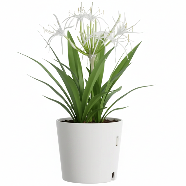 Crinum asiaticum, Spider lily or Seashore lily