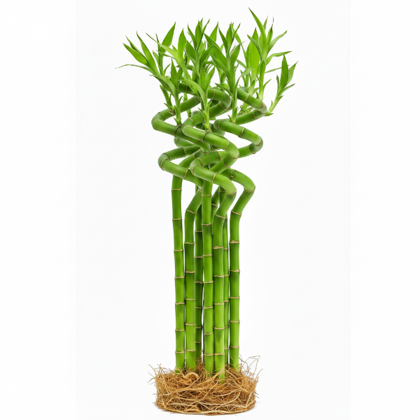 Lucky Bamboo Sticks, Dracaena Sanderiana