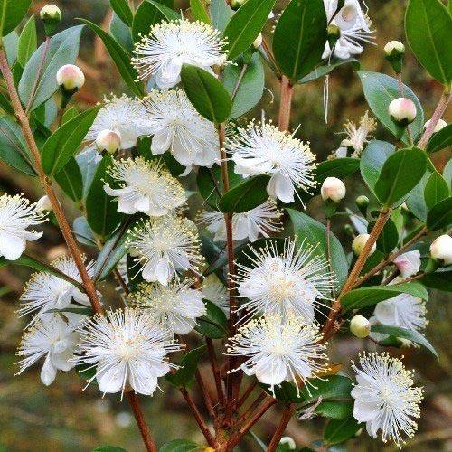 Myrtle, Myrtus Communis - www.Greenie.ae Buy online Best and Healthy Plants and quality products guarantee in Dubai Plants Shop in Dubai Abu Dhabi all over UAE Plants near me Fresh Plants in Dubai where to buy plants in UAE - Greenie.ae