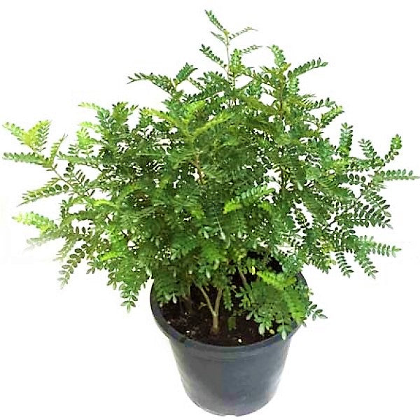 Zanthoxylum Odorum, Lemon Pepper Plant - www.Greenie.ae Buy online Best and Healthy Plants and quality products guarantee in Dubai Plants Shop in Dubai Abu Dhabi all over UAE Plants near me Fresh Plants in Dubai where to buy plants in UAE - Greenie.ae