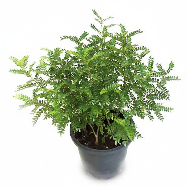 Zanthoxylum Odorum, Lemon Pepper Plant - www.Greenie.ae Buy online Best and Healthy Plants and quality products guarantee in Dubai Plants Shop in Dubai Abu Dhabi all over UAE Plants near me Fresh Plants in Dubai where to buy plants in UAE - Greenie.ae