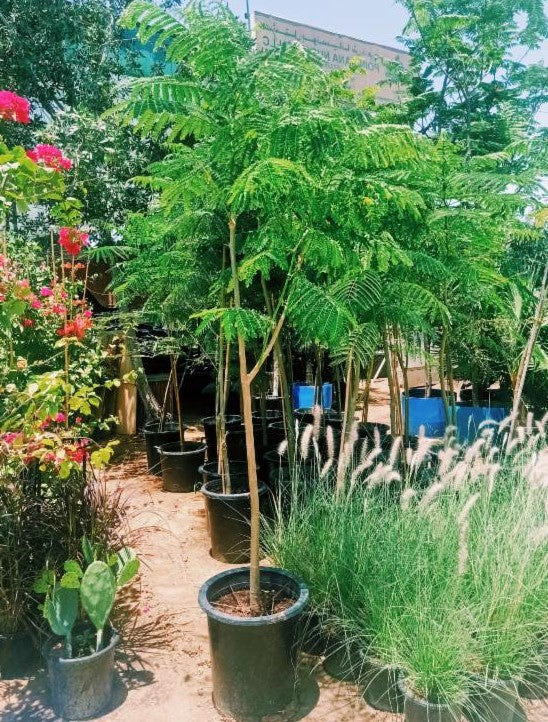 Flame Tree, Delonix Regia, Royal Poinciana