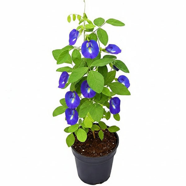Clitoria ternatea, Butterfly Pea - www.Greenie.ae Buy online Best and Healthy Plants and quality products guarantee in Dubai Plants Shop in Dubai Abu Dhabi all over UAE Plants near me Fresh Plants in Dubai where to buy plants in UAE - Greenie.ae
