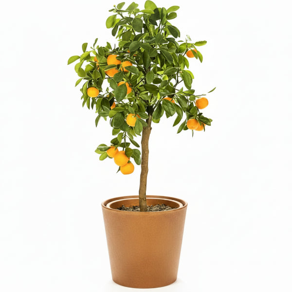 Citrus sinensis Moro, Blood Orange Tree - www.Greenie.ae Buy online Best and Healthy Plants and quality products guarantee in Dubai Plants Shop in Dubai Abu Dhabi all over UAE Plants near me Fresh Plants in Dubai where to buy plants in UAE - Greenie.ae