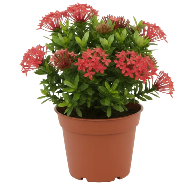 Ixora Different colours - Greenie.ae Dubai UAE Delivery Online Shop