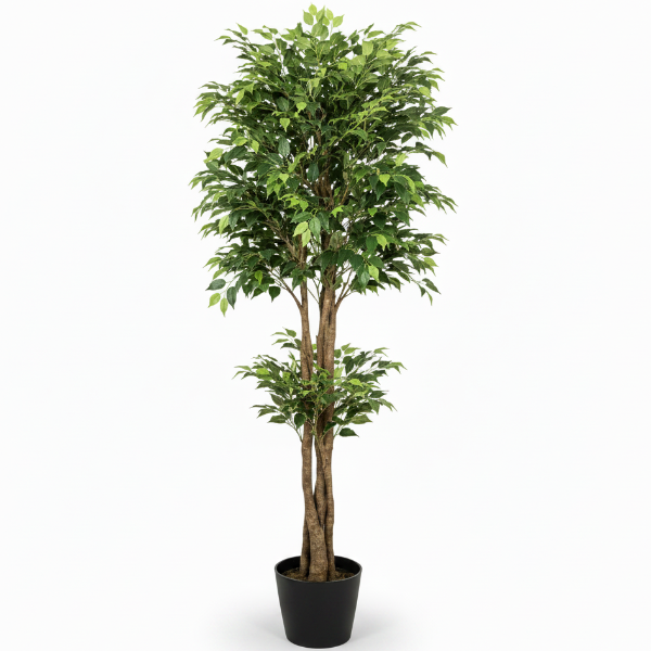 Ficus Multi Head