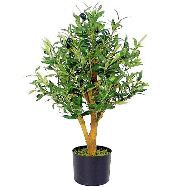 Olive Tree, Olea Europaea - www.Greenie.ae Buy online Best and Healthy Plants and quality products guarantee in Dubai Plants Shop in Dubai Abu Dhabi all over UAE Plants near me Fresh Plants in Dubai where to buy plants in UAE - Greenie.ae