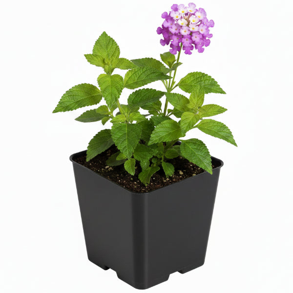 Lantana Montevidensis Purple, Trailing lantana - www.Greenie.ae Buy online Best and Healthy Plants and quality products guarantee in Dubai Plants Shop in Dubai Abu Dhabi all over UAE Plants near me Fresh Plants in Dubai where to buy plants in UAE - Greenie.ae
