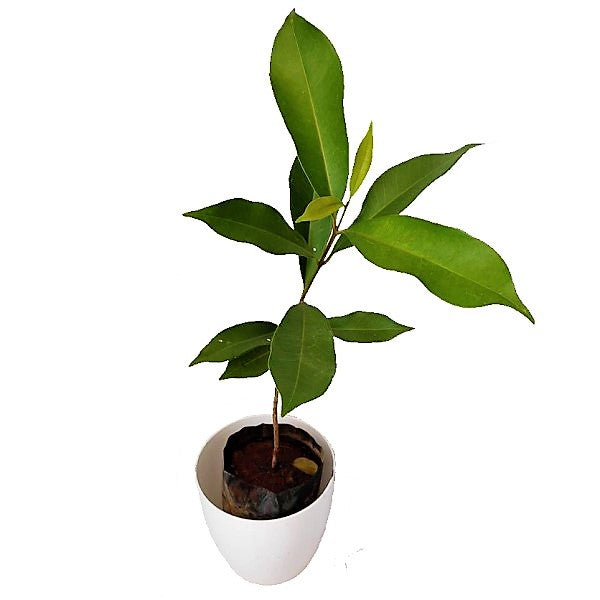 Black Plum, Syzygium Cumini, Java Plum, Jamun, Jambolan - www.Greenie.ae Buy online Best and Healthy Plants and quality products guarantee in Dubai Plants Shop in Dubai Abu Dhabi all over UAE Plants near me Fresh Plants in Dubai where to buy plants in UAE - Greenie.ae