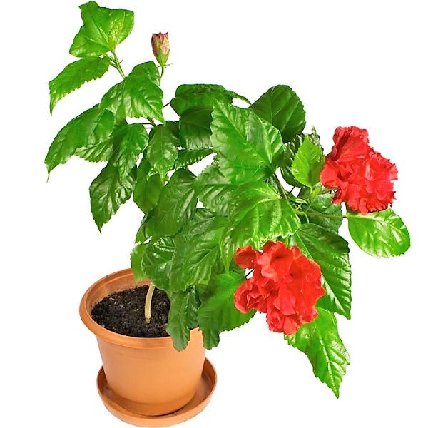 Sinensis Red, Hibiscus Rosa