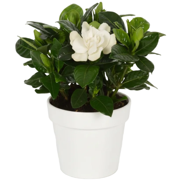 Gardenia Jasminoides, Cape Jasmine, Outdoor