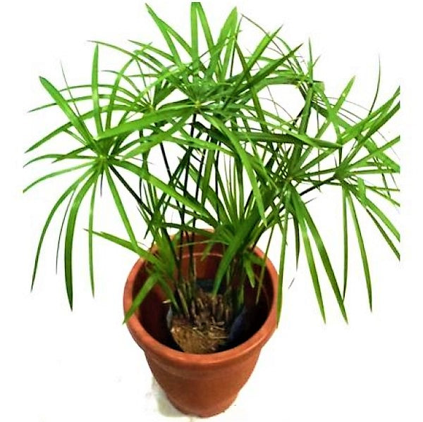 Cyperus Alternifolius, Umbrella Sedge - www.Greenie.ae Buy online Best and Healthy Plants and quality products guarantee in Dubai Plants Shop in Dubai Abu Dhabi all over UAE Plants near me Fresh Plants in Dubai where to buy plants in UAE - Greenie.ae