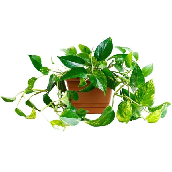 Money Plant, Epipremnum Aureum
