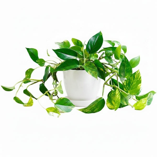 Money Plant, Epipremnum Aureum (small)