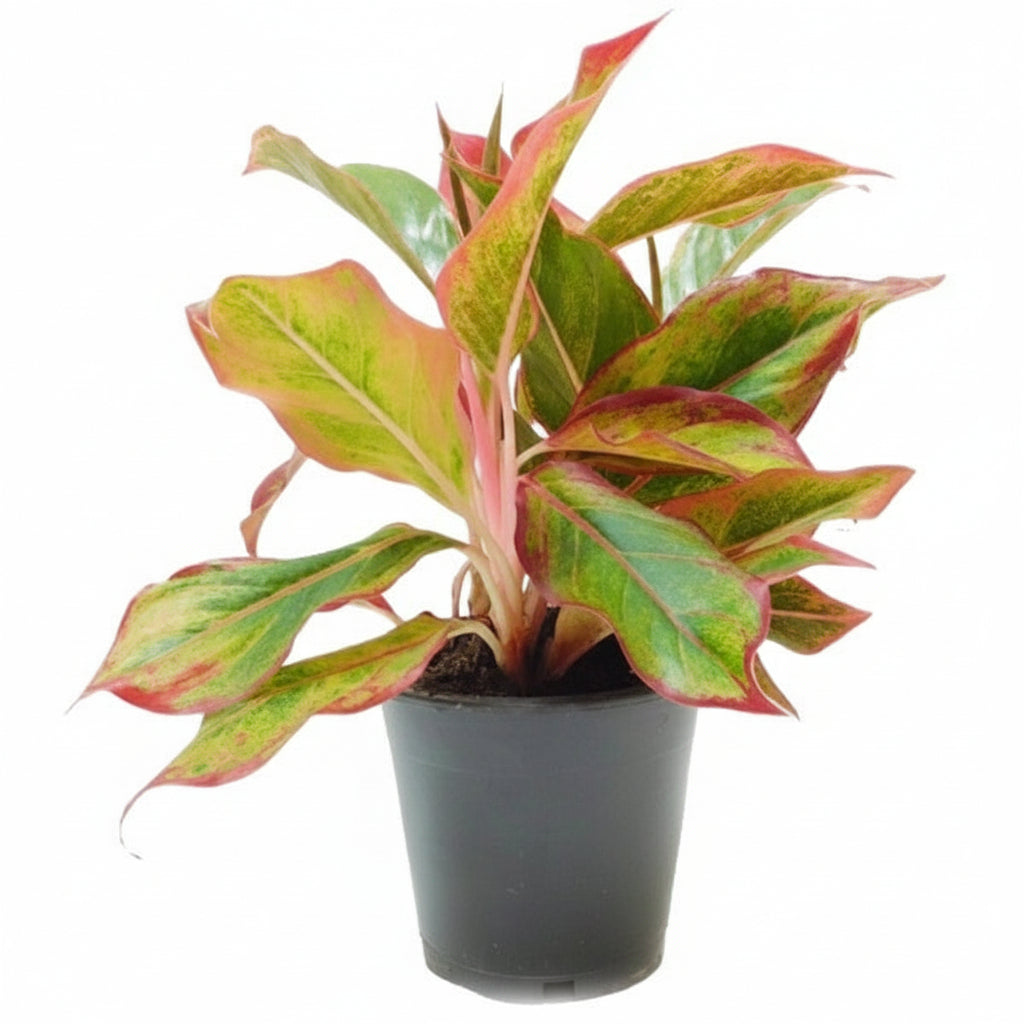 Aglaonema King of Siam - www.Greenie.ae Buy online Best and Healthy Plants and quality products guarantee in Dubai Plants Shop in Dubai Abu Dhabi all over UAE Plants near me Fresh Plants in Dubai where to buy plants in UAE - Greenie.ae Agave Attenuata, S