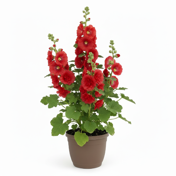 Hollyhocks Flower Plant, Alcea