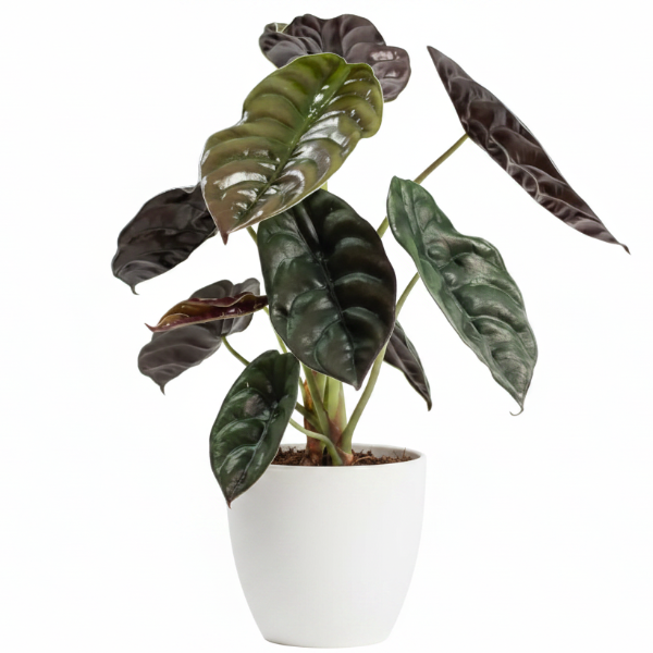 Alocasia Red Secret ,Elephant Ear - Greenie.ae Dubai UAE Delivery Online Shop