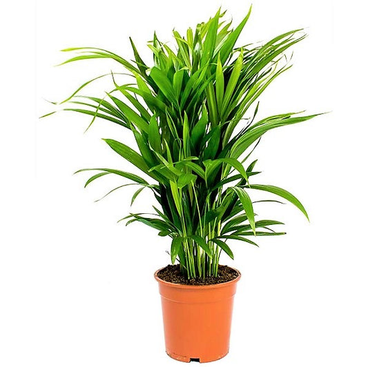 Areca Small, Butterfly Palm , Cane Palm - www.Greenie.ae Buy online Best and Healthy Plants and quality products guarantee in Dubai Plants Shop in Dubai Abu Dhabi all over UAE Plants near me Fresh Plants in Dubai where to buy plants in UAE - Greenie.ae