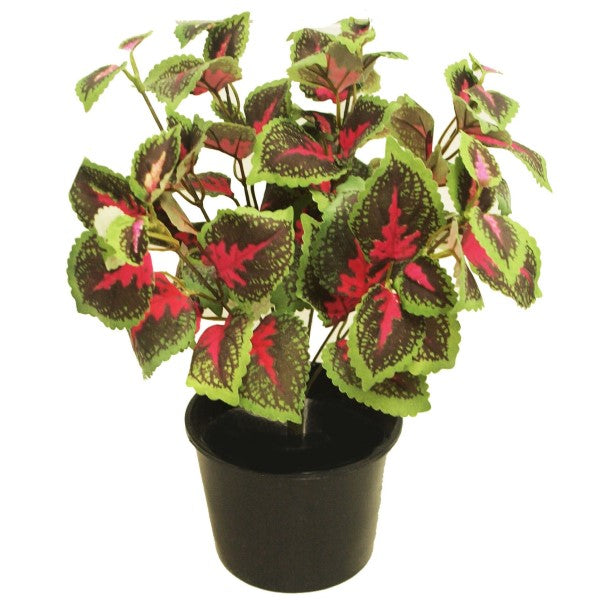 Coleus Mix per piece (small)